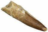 Fossil Plesiosaur (Zarafasaura) Tooth - Morocco #259165-1